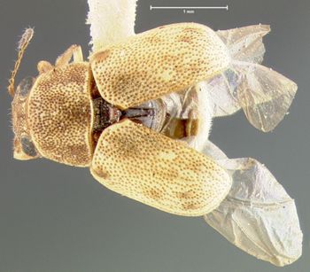 Media type: image;   Entomology 24944 Aspect: habitus dorsal view